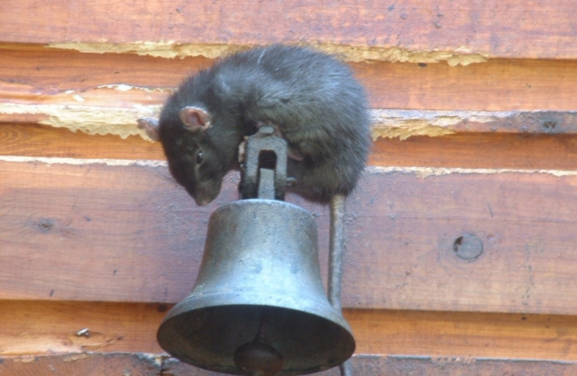 rat on a bell