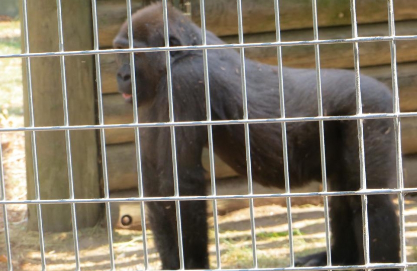 Covid-19: North Wales MSs join forces in calling for financial lifeline for zoos, aquariums and other animal attractions 