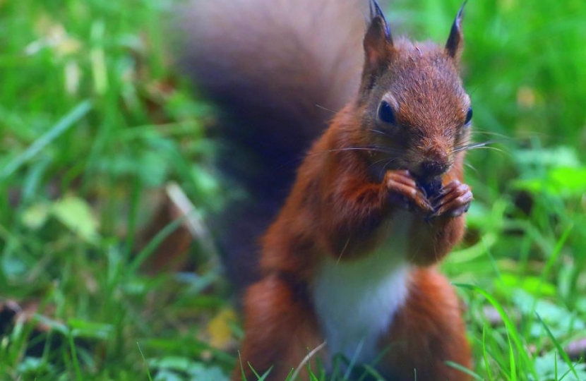 Call for Welsh Government intervention to protect red squirrels on Anglesey