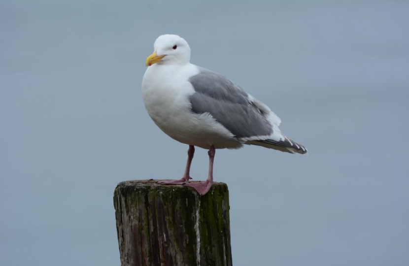 Call for stronger action to address seagull nuisance