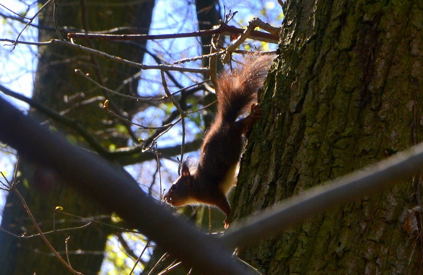 Call for vaccine to protect North Wales’ red squirrels