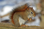 First Minister questioned over progress on vaccine to protect Red Squirrels