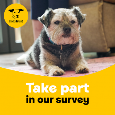 MS encourages people to take part in new survey on why people give up their dogs