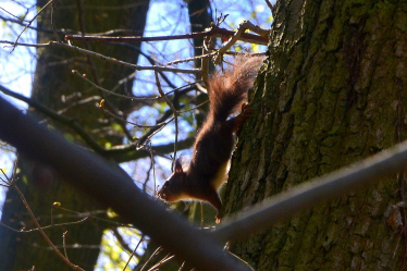Call for vaccine to protect North Wales’ red squirrels